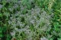Borage